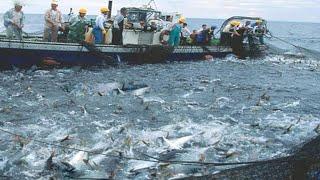 Unbelievable Catch 500 Tons of Yellowtail Fish Hauled in a Single Day