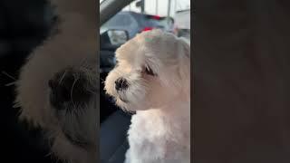 Dog in the car #dog #barking #fannyvideo #maltese #мальтезе #собакадругчеловека #смешнаясобака #dog