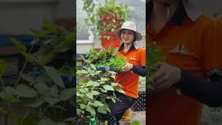 Một ngày đi làm của kỹ sư nông nghiệp Vườn Sài Gòn có gì vui?