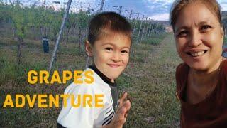 Vineyard adventure with my nephew | Luxembourg, Europe | have a safe trip | ADVENTURE