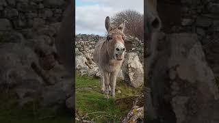 Harriet the Singing Donkey 'Serenades' Passerby