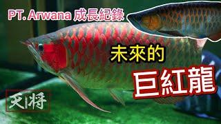 My Arowana customer Record: PT. Arwana Red Three years 30 → 67cm FT. ア ロ ワ ナ 金龙鱼 Red Arowana