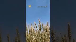 Promising wheat yields in China expected as provinces begin harvest