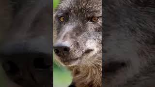 How dangerous and beautiful  #shorts #wolf #dangerous #wolflover