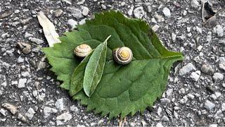 Some Fun Facts about Caterpillars and Snails