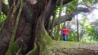 The BIGGEST Tree in JAMAICA.