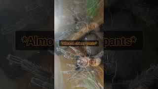 Green Bottle Blue Tarantula (Chromatopelma cyaneopubescens) feeding video