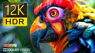 The Ultimate 12K HDR Video Experience!