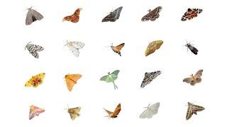 Types of Moths | Moth Species In English Language | Learn Moth Species