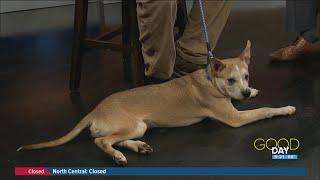 Meet Remington! Spokespet in need of a forever home | Good Day on WTOL 11