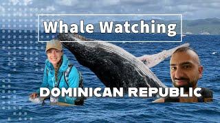 Epic Whale Watching Adventure in Dominican Republic | Unforgettable Encounters with Humpback Whales!