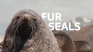 Finding The Near-Extinct Fur Seals Of Macquarie Island | Nature Documentary