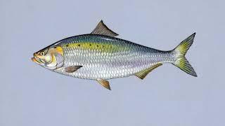 Fin-tastic Facts About The American Shad For Kids