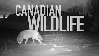 One hour of Canadian wildlife on trail cameras in Ontario