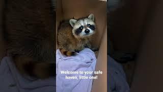 Adorable baby raccoon meets rescuer! A day in the life of a Wildlife Rehabber. #Shorts