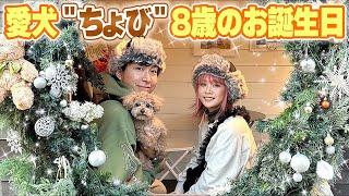 【祝8歳】愛犬ちょびたんのお誕生日にドッグランに行って家族でお祝いしてきました