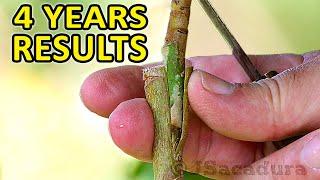 GRAFTING EVERGREEN Fruit Trees Grown From SEEDS | BEST Techniques