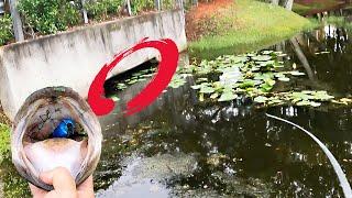 The CRAZIEST Frog Blowup You'll Ever See (Florida Pond Bass Fishing)