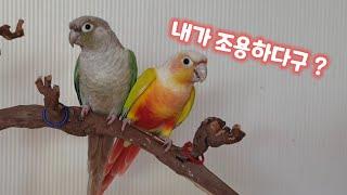 [conures screaming] How loud are parrot sounds?Please watch before adopting a conure.