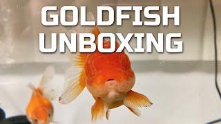 Goldfish Shipment Unboxing - BIG surprise!