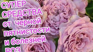 СУПЕР СРЕДСТВА от черной пятнистости и болезни РОЗ. Срочно делаем обработки.