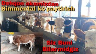 Dehqon akamizdan SIMMENTALLARNI koʻpaytirish ularni qanday parvarish qilish TAFSIYA #SIMMINTAL