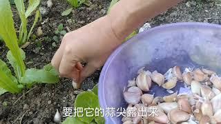 露台种菜：为节约空间，这样套种蒜苗，还可以防虫