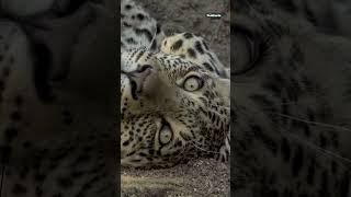 World-famous leopards of the Sabi Sand.