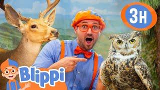 Learn About Mammals & Birds with Blippi !  | Blippi’s Educational Animal Adventure!