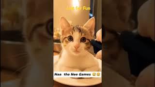 winner dinner cat dinner     #cat #comedyscenes #funny #hilariouscomedyscenes #comedy#viralvideo