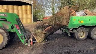 Loading large Wych elm 3 ton+