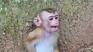 TERRIBLE CRY... NEW ABANDONED MONKEY MUCH SCARED CRY NEED MORE CARE | WHY OWNER DO LIKE THIS. AB W..