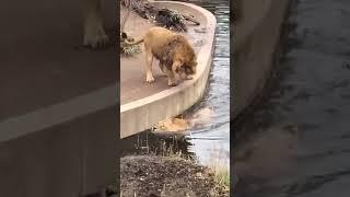 Distracted lion takes a tumble