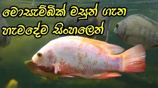 Mozambique fish care in sinhala / How to look after Mozambique fish in sinhala/ D.H FISH ADVISOR