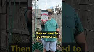 The Secret To Growing A Lot Of Tomatoes Compost Tea