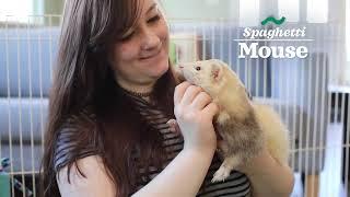 Everything Ferret From Oxbow Animal Health!