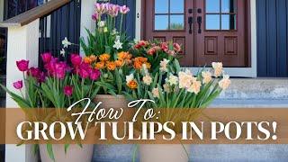 How to Grow Tulips (and Daffodils) in Pots for a Beautiful Spring Container Garden!