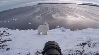 Fearless Photographer Stands Up to Polar Bear - 994513