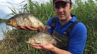 Big Roach On The River - Pole Feeder Fishing!