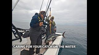 Caring for your catch on the water - bluefin and yelowfin tuna