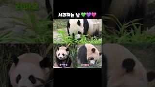 오늘 하루 날 잡은건지 러바오 루이비오 후이바오 순으로 서리하던 날  #러바오 #루이바오 #후이바오 #lebao #ruibao #huibao #panda