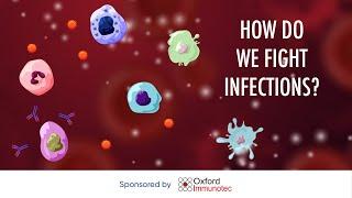 How do we fight infections?