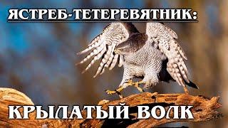 Ястреб-тетеревятник: Крылатый "волк" | Интересные факты про ястребов