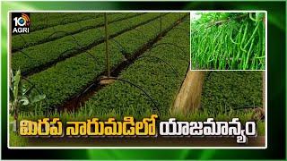 మిర‌ప నారుమ‌డి సాగులో మెళకువలు | Chilli Cultivation Methods | Matti Manishi | 10TV Agri