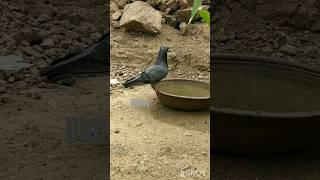 #dove#pigeon#zoo#by JB Digital (Dabhi)