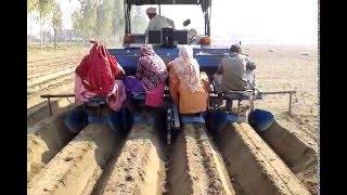 Potato planting in Punjab (India)