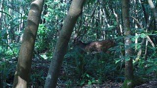 #Fallow #Deer with Impressive #Antlers