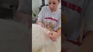 No need to rush shearing your angora rabbit