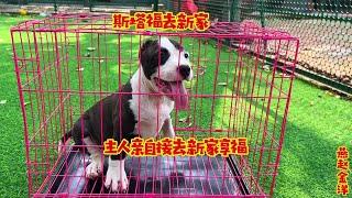 斯塔福幼犬去新家，主人不远千里亲自来接，去新家享福吧