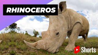 Rhinoceros  One Of The Tallest Animals In The World #shorts